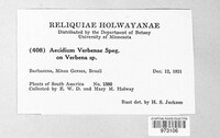 Aecidium verbenae image